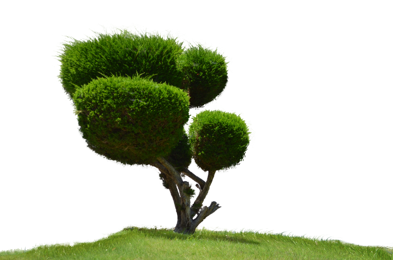 Tree Trimming - Trimming Tree and Cleaning the surrounding area - Conroe, TX